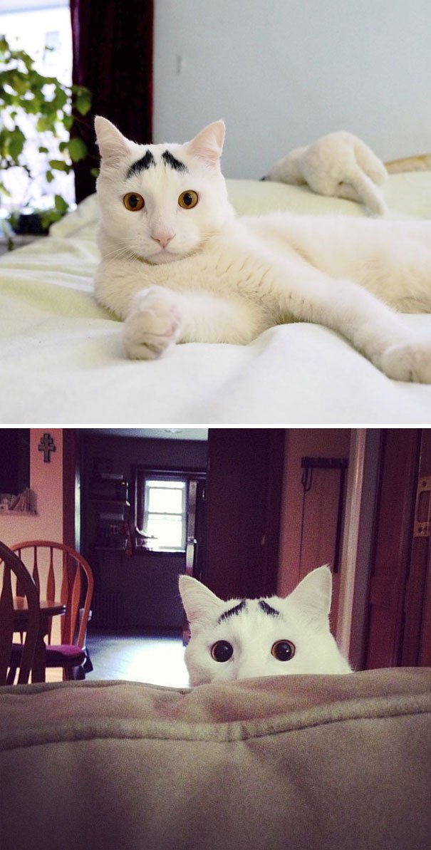 16 Cats With The Most Unique Fur Markings