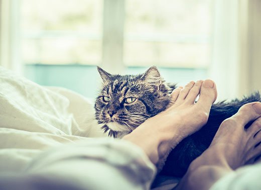5 Reasons Why Your Cat loves to sleeps on your feet