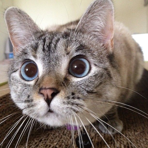 56 best images about Surprised Cat Faces on Pinterest ...