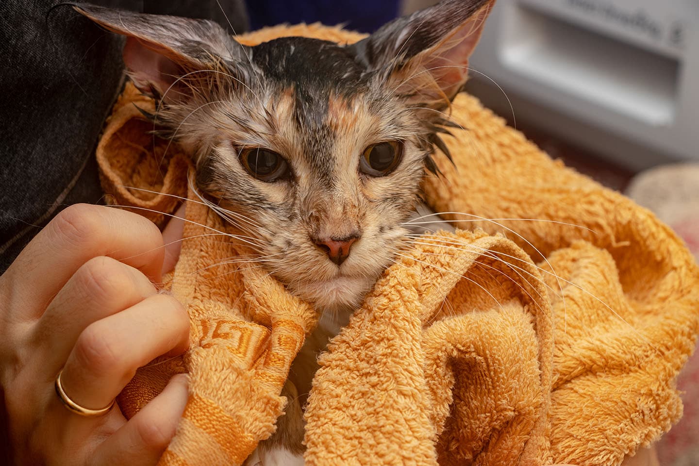 Are Baby Wipes Safe to Use on Cats? What You Need To Know ...