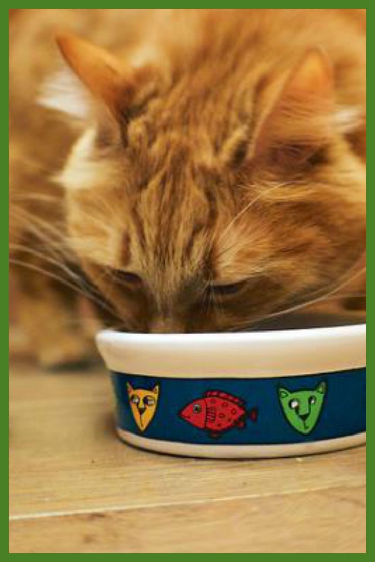 Are you feeding your kitty the highest quality wet cat ...