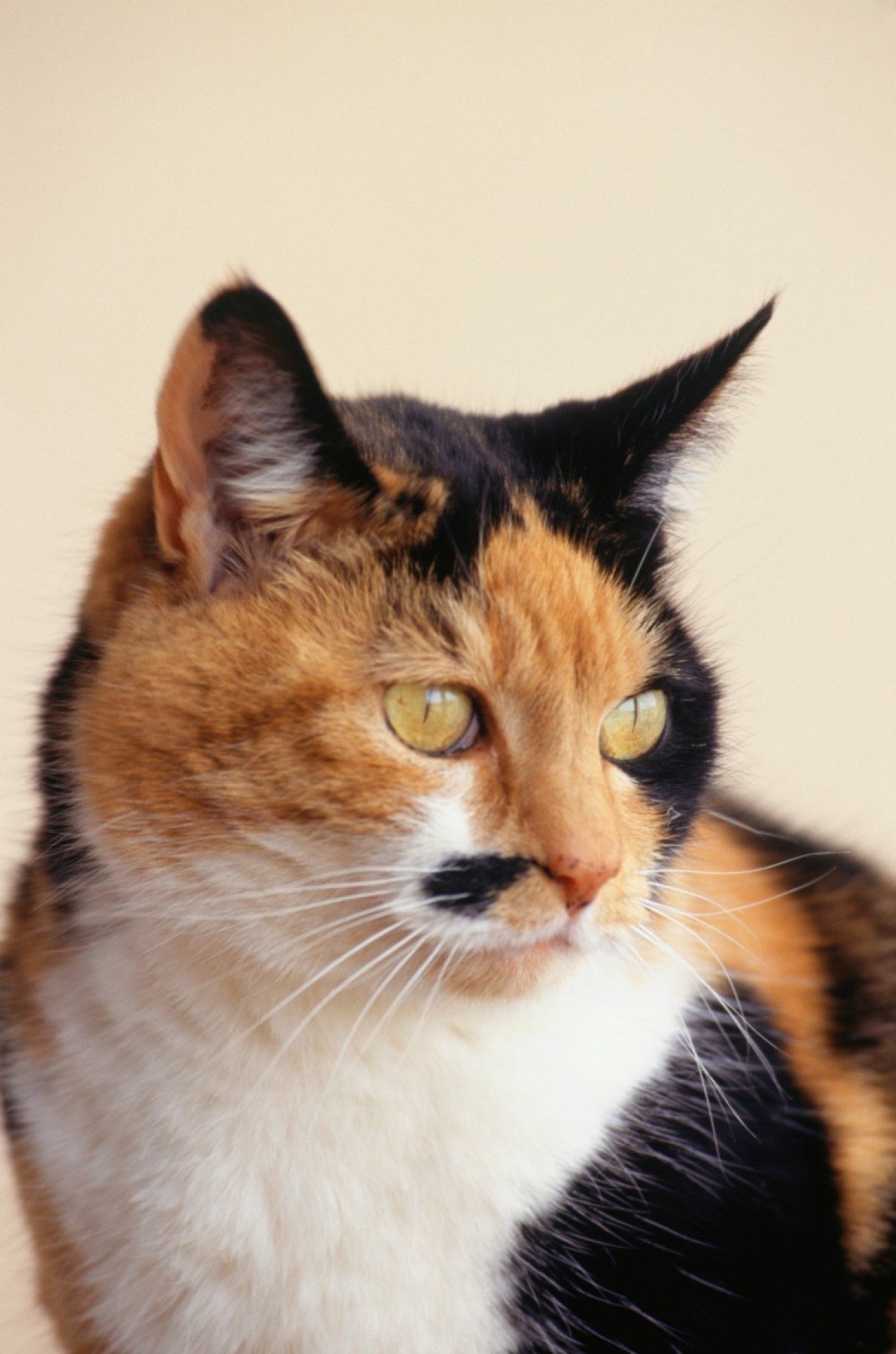 Calico Breed Information and Photos