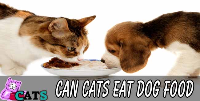 Can Cats Eat Dog Food