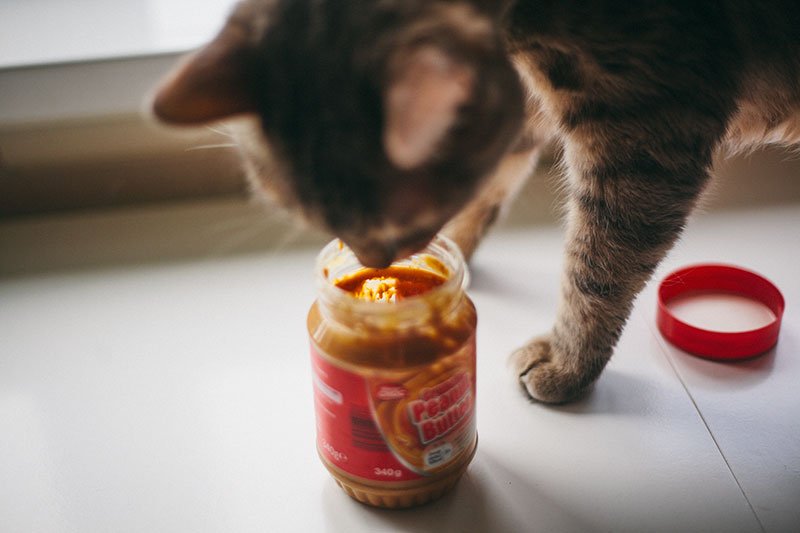 Can Cats Eat Peanut Butter [2021] OK Safe or Bad for ...