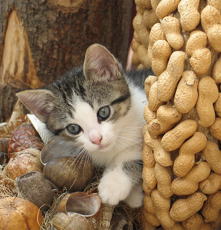Can Cats Eat Peanut Butter? A Guide To Cats And Peanut Butter