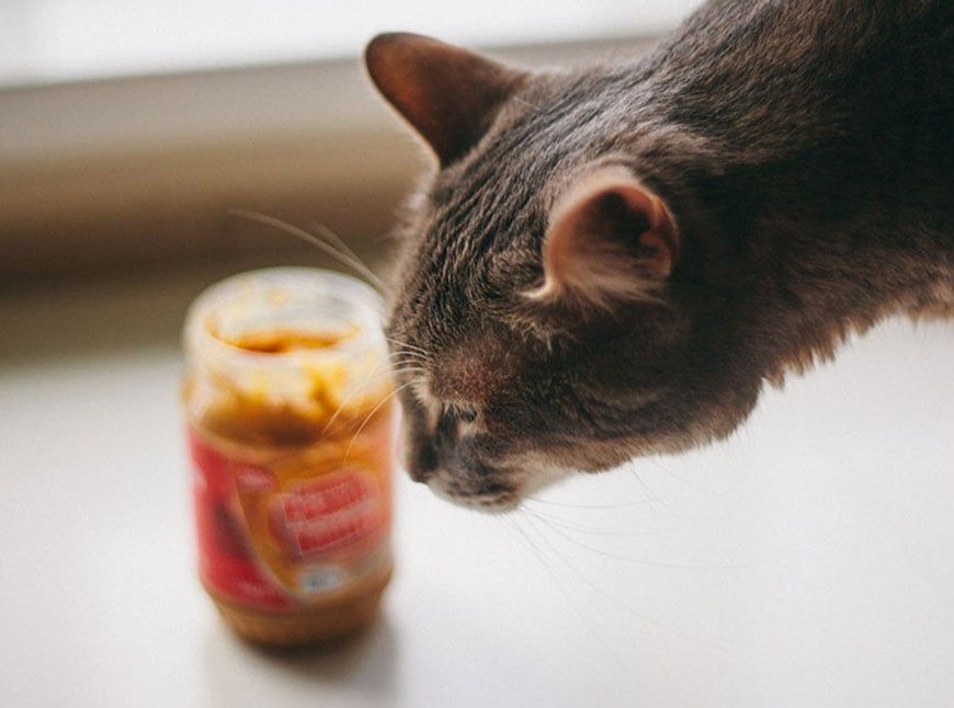 Can Cats Eat Peanut Butter? Is It Safe?