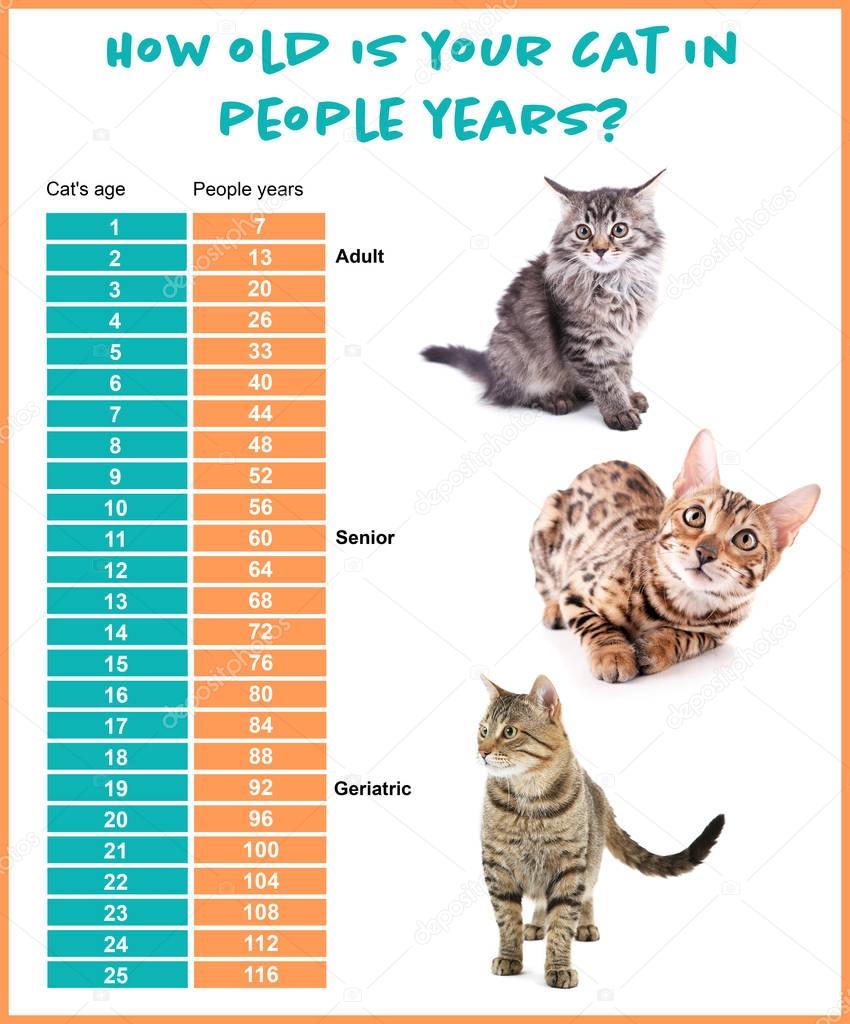 Comparison chart of cat and human years  Stock Photo ...