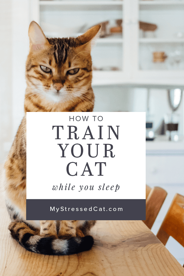 Discover a new approach to cat training, learn why spray ...