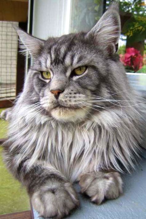 How Long Do Maine Coon Cats Live