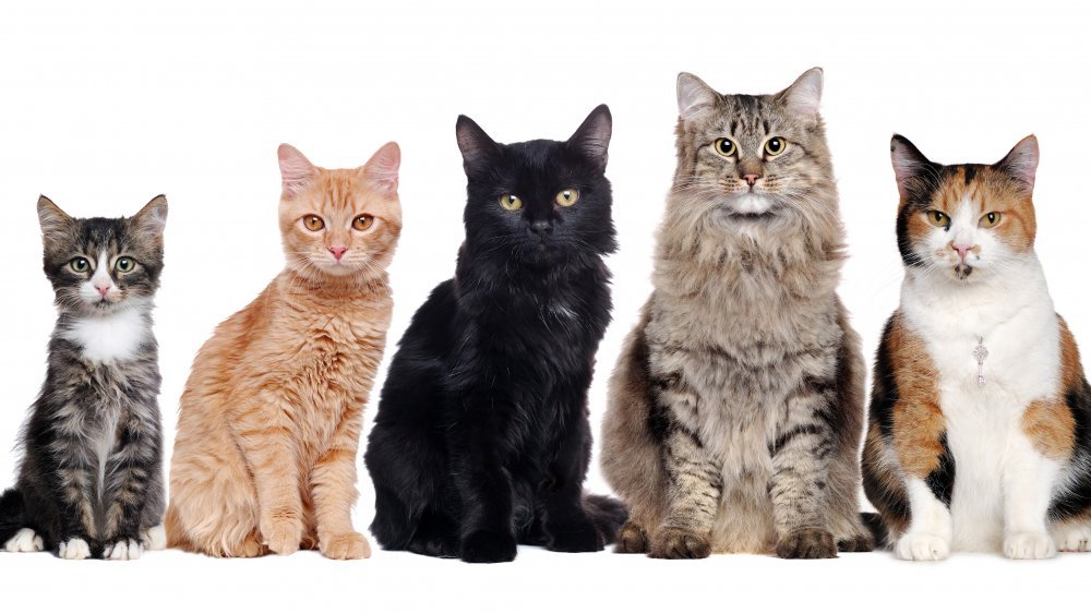 How Many Different Cat Breeds Are There In The World?