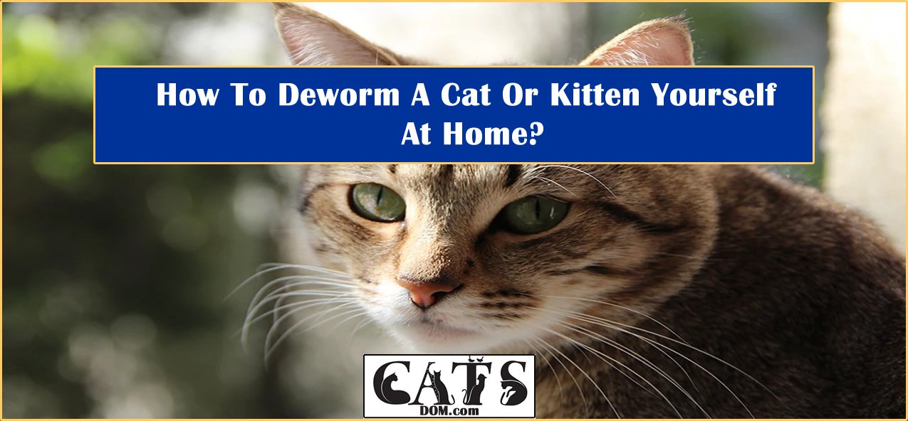 How To Deworm A Cat Or Kitten Yourself At Home [8 Steps]