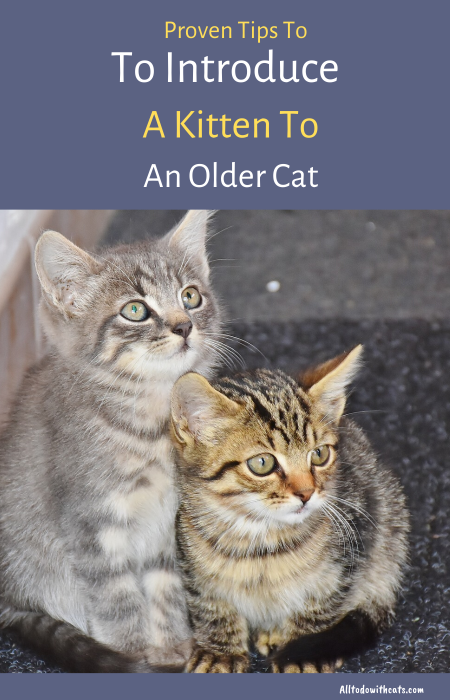 How To Introduce A New Kitten To An Older Cat?:Proven Tips ...