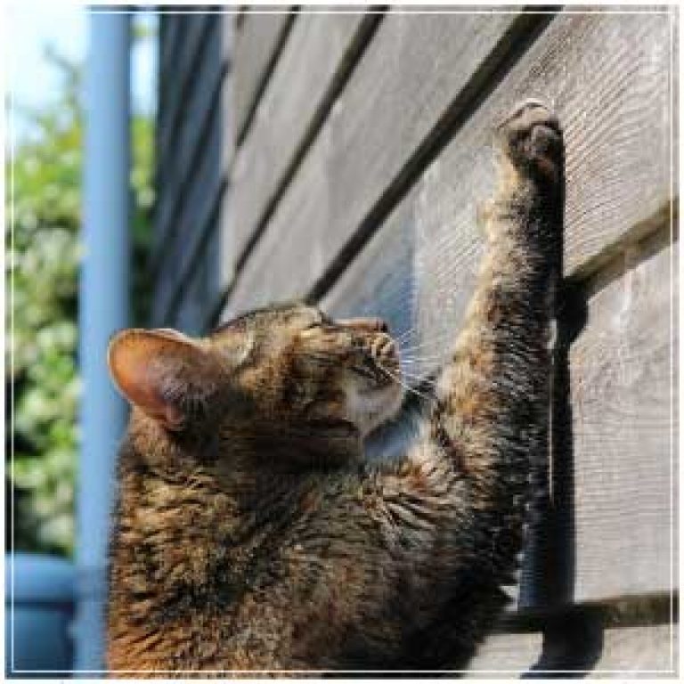 How To Keep Cats Off Patio Furniture? Follow 7 Tips!