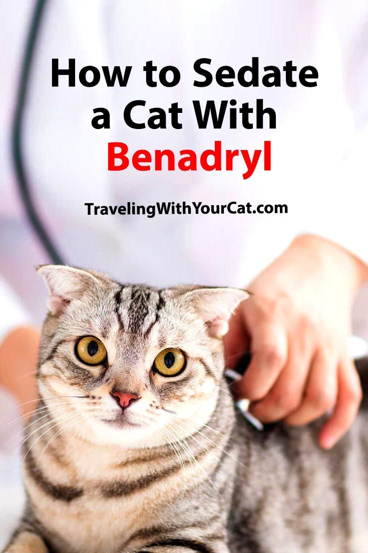 How to Sedate a Cat With Benadryl