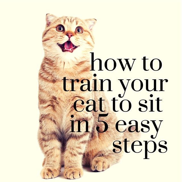 How To Train Your Cat To Sit In 5 Easy Steps