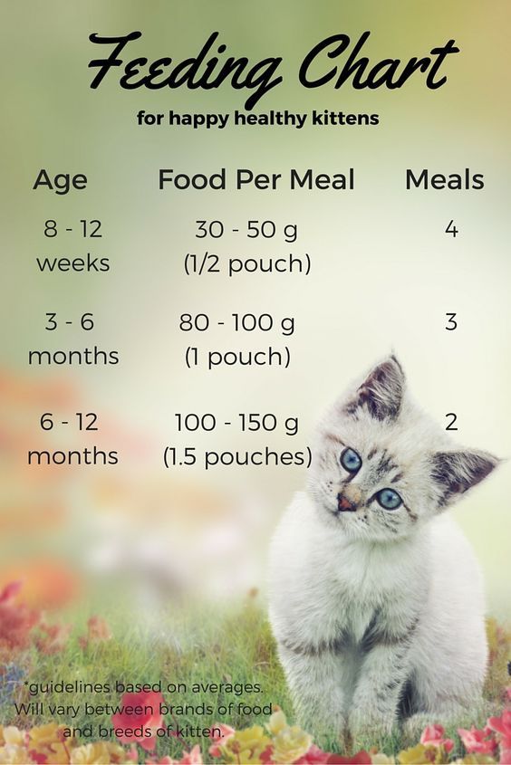 In this article we are going to make feeding your kitten ...