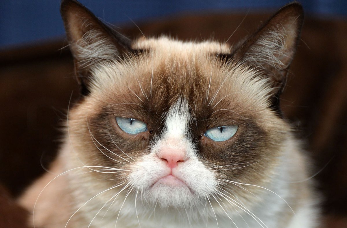 Internet Famous Grumpy Cat Has Died