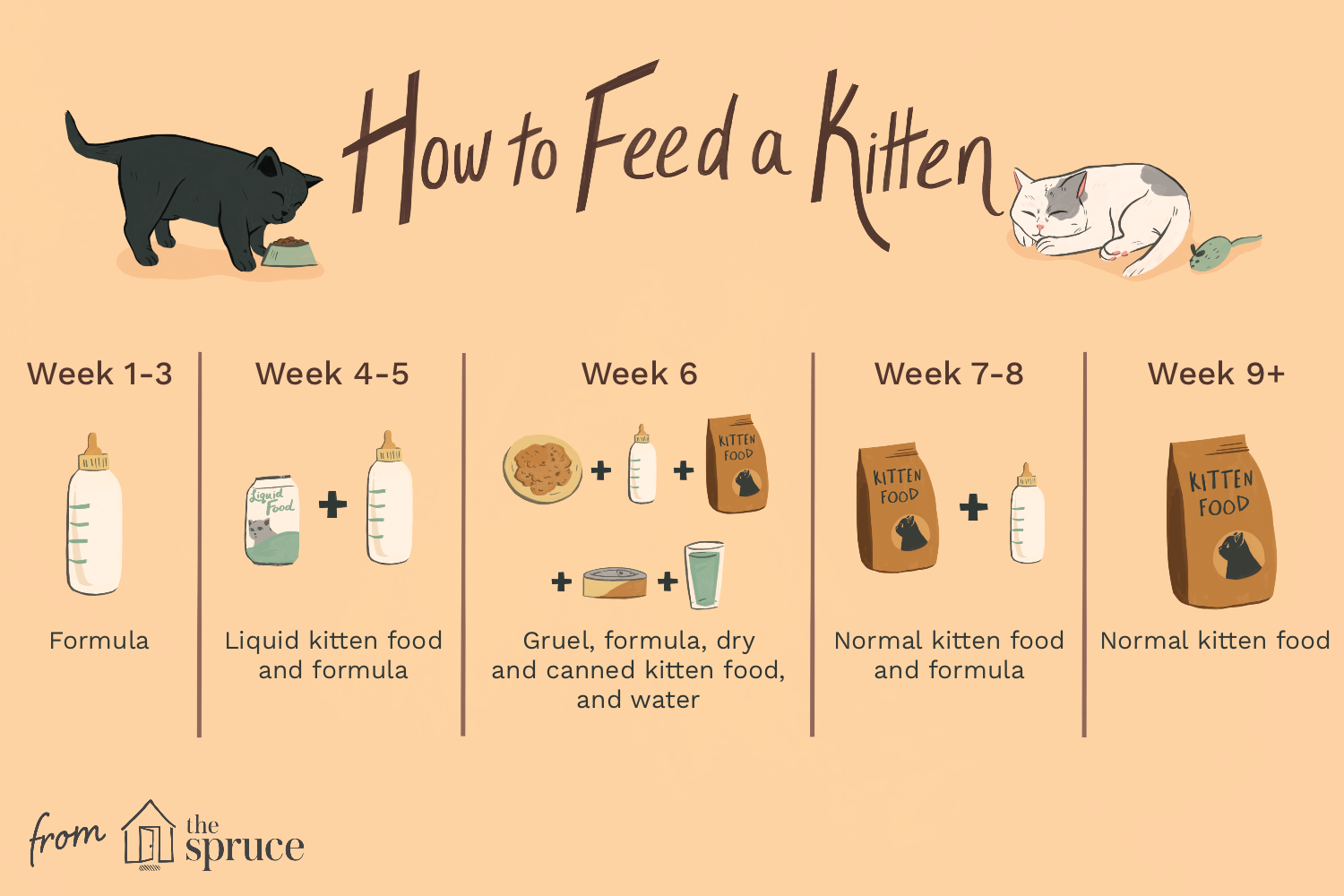 Kitten Feeding Schedule: How Much to Feed Your Growing Kitten