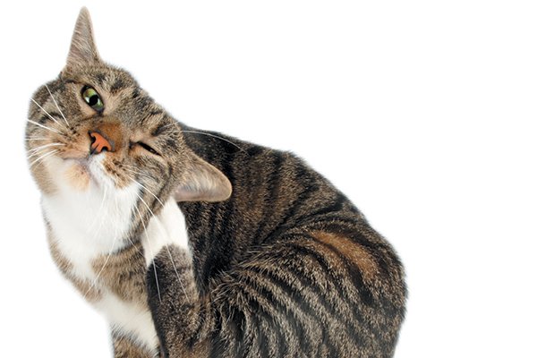 PetMd: Cat Scratching Ear Shaking Head