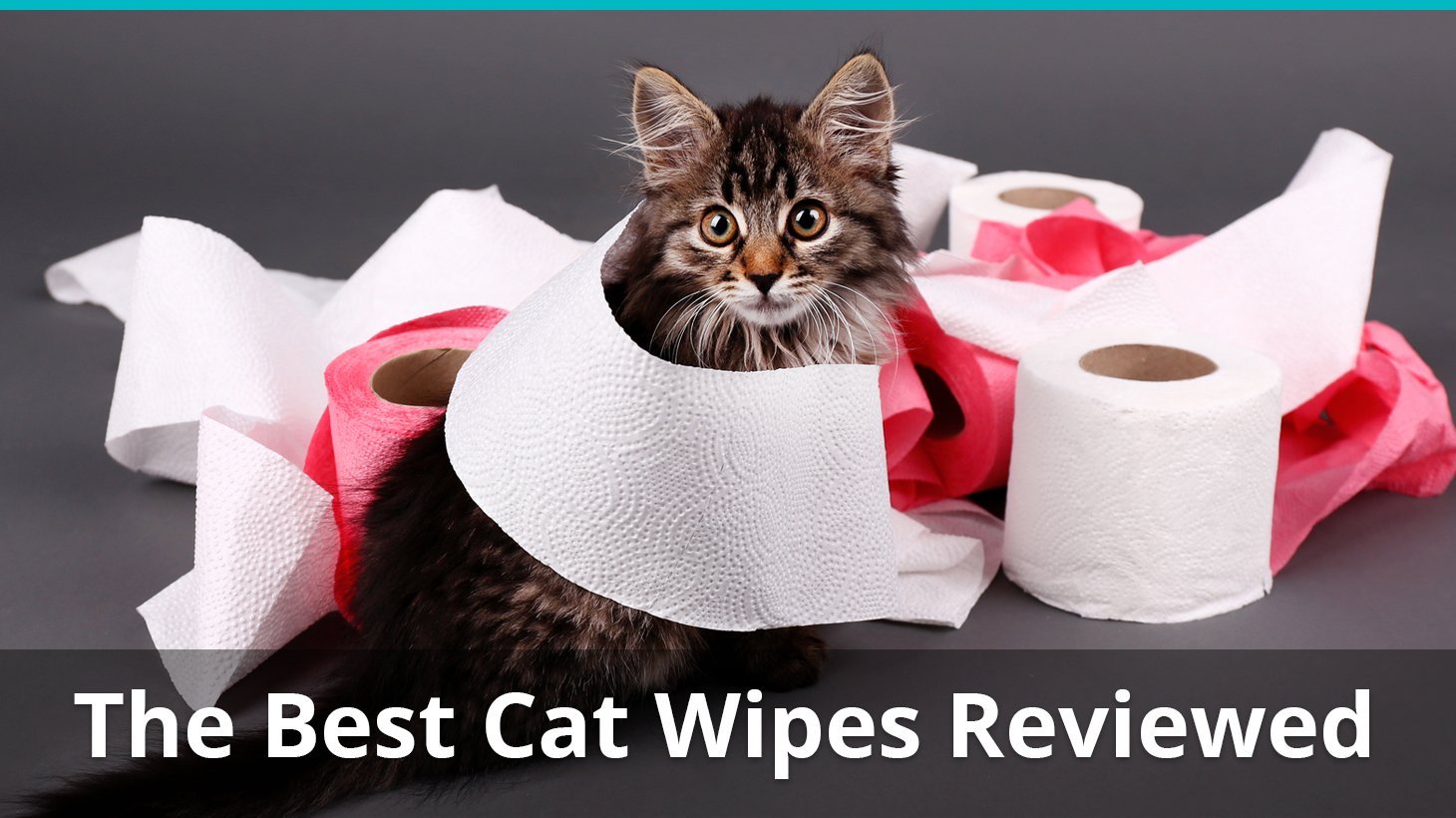 The Best Cleaning Wipes For Cats