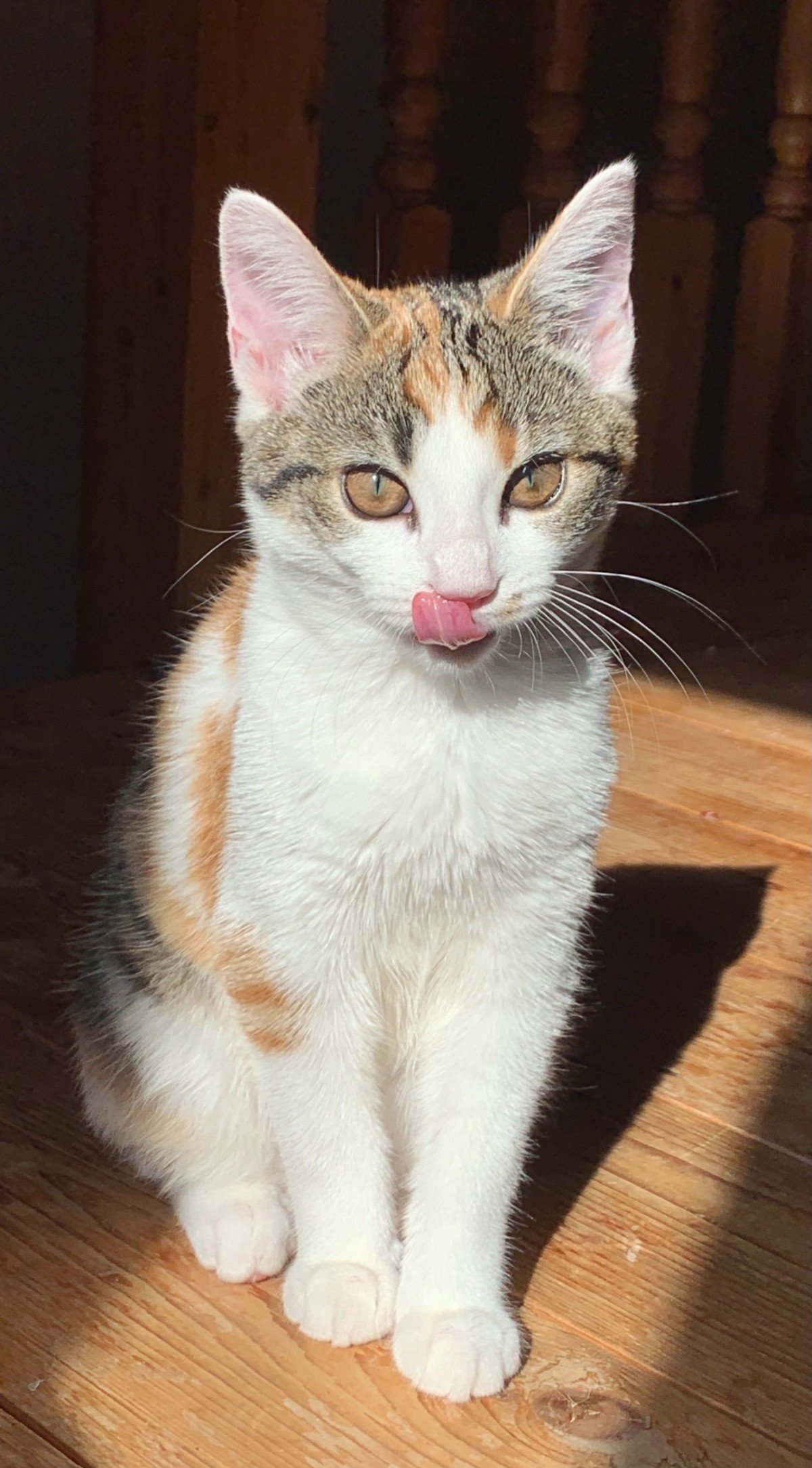 What Breed Is My Female Calico Cat?