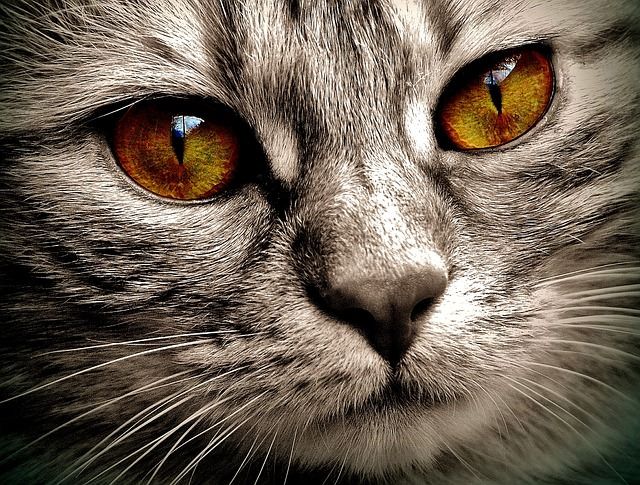 What Does It Mean When Cats Have Spots In Their Eyes ...