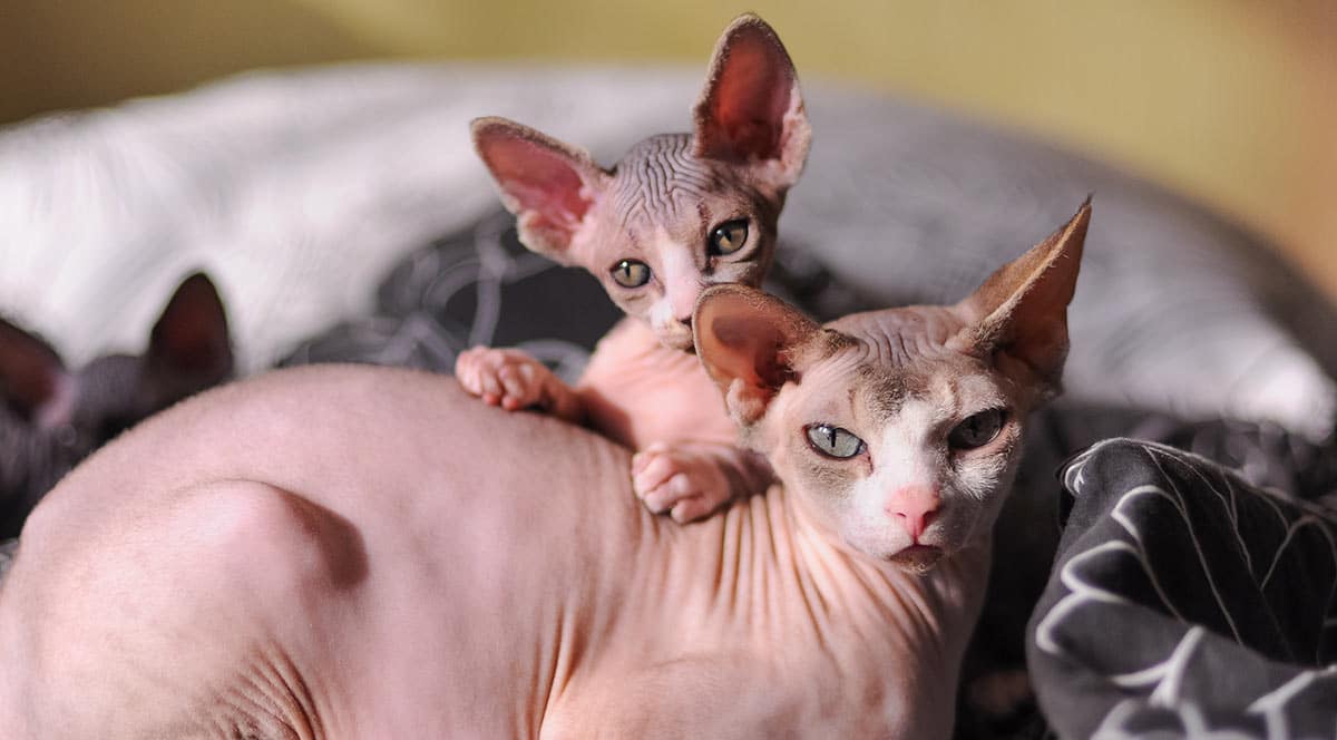 What is the Average Sphynx Cat Lifespan?