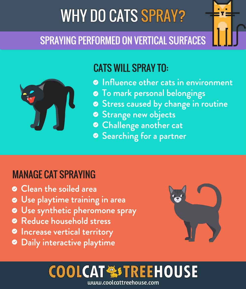 Why Do Cats Spray?