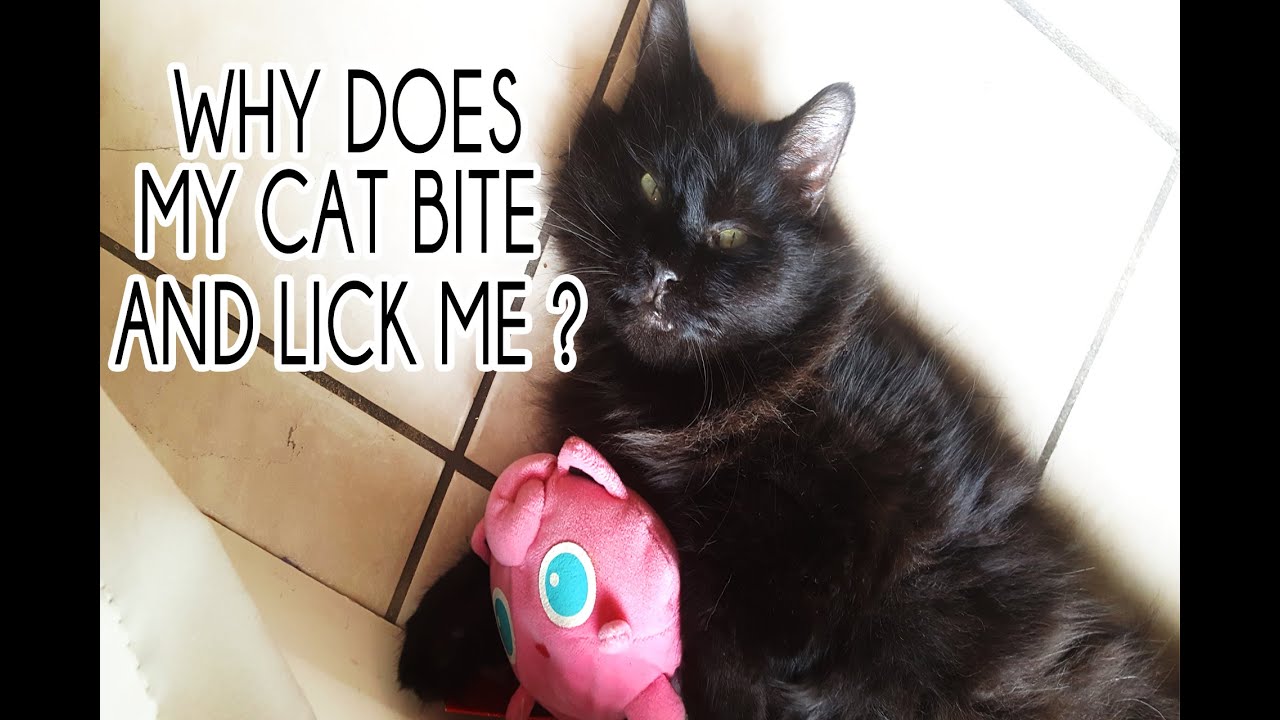Why Does My Cat Bite and Lick Me ? PARODY