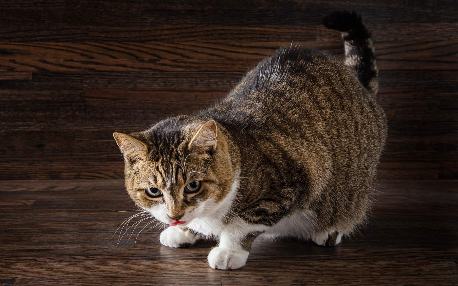 Why Does My Cat Lick The Floor? (6 Reasons + When to Worry)