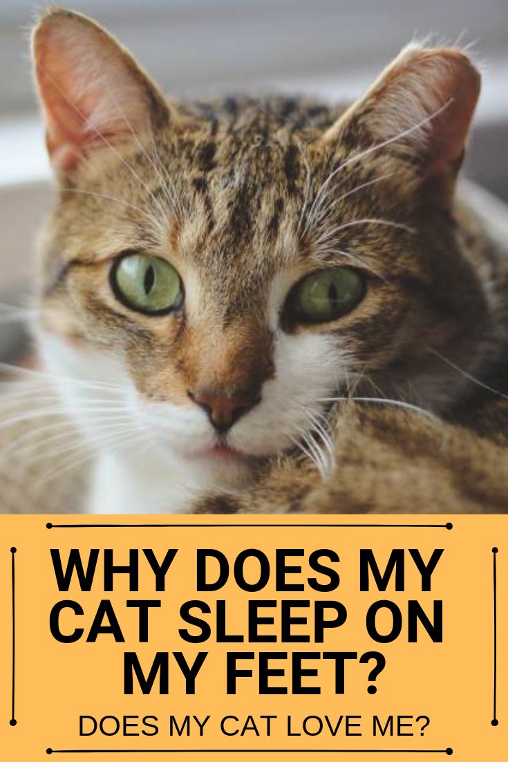 Why Does My Cat Sleep on My Feet? Why Do They Only Sleep ...