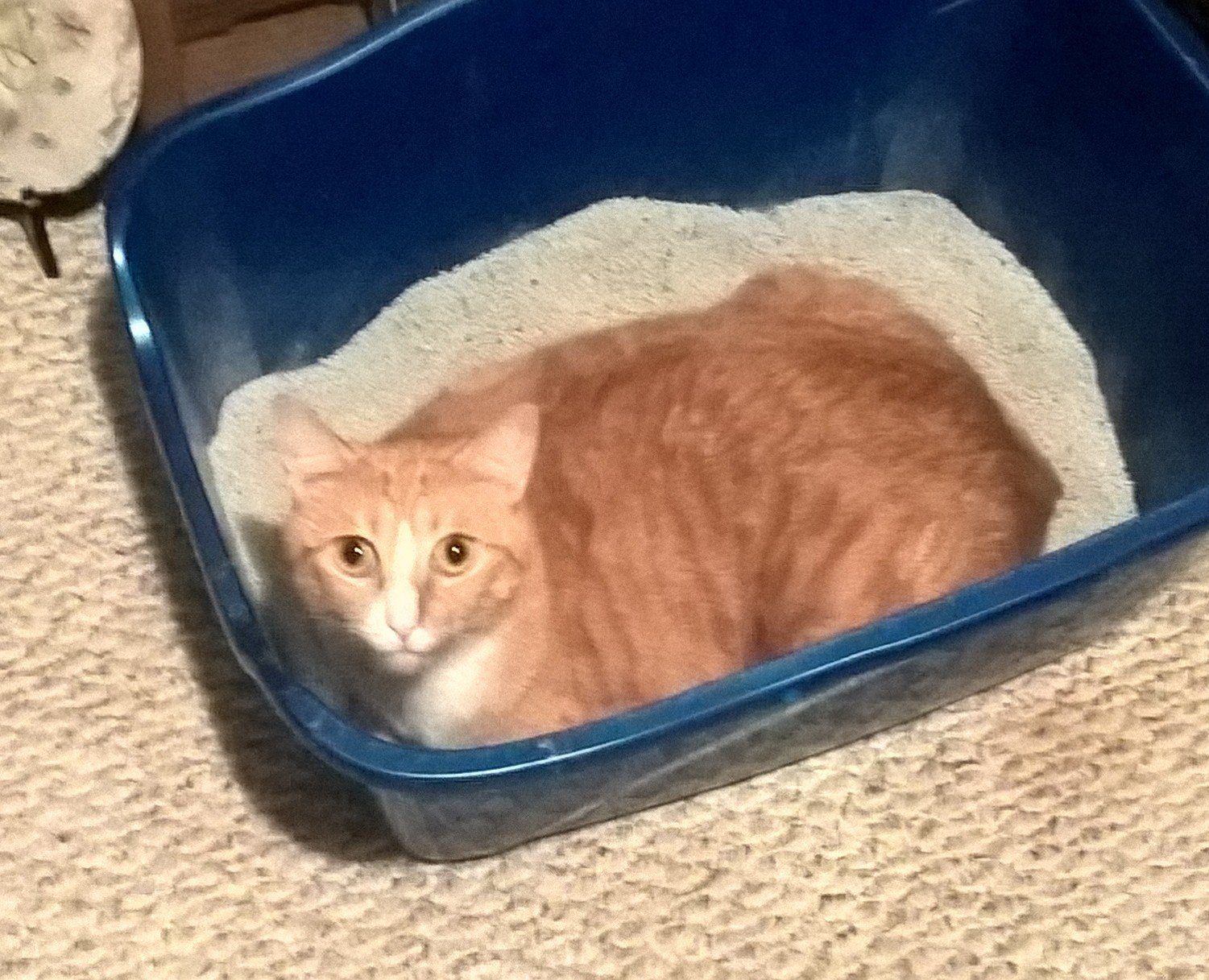 Why Is My Cat Sitting In His Litter Box