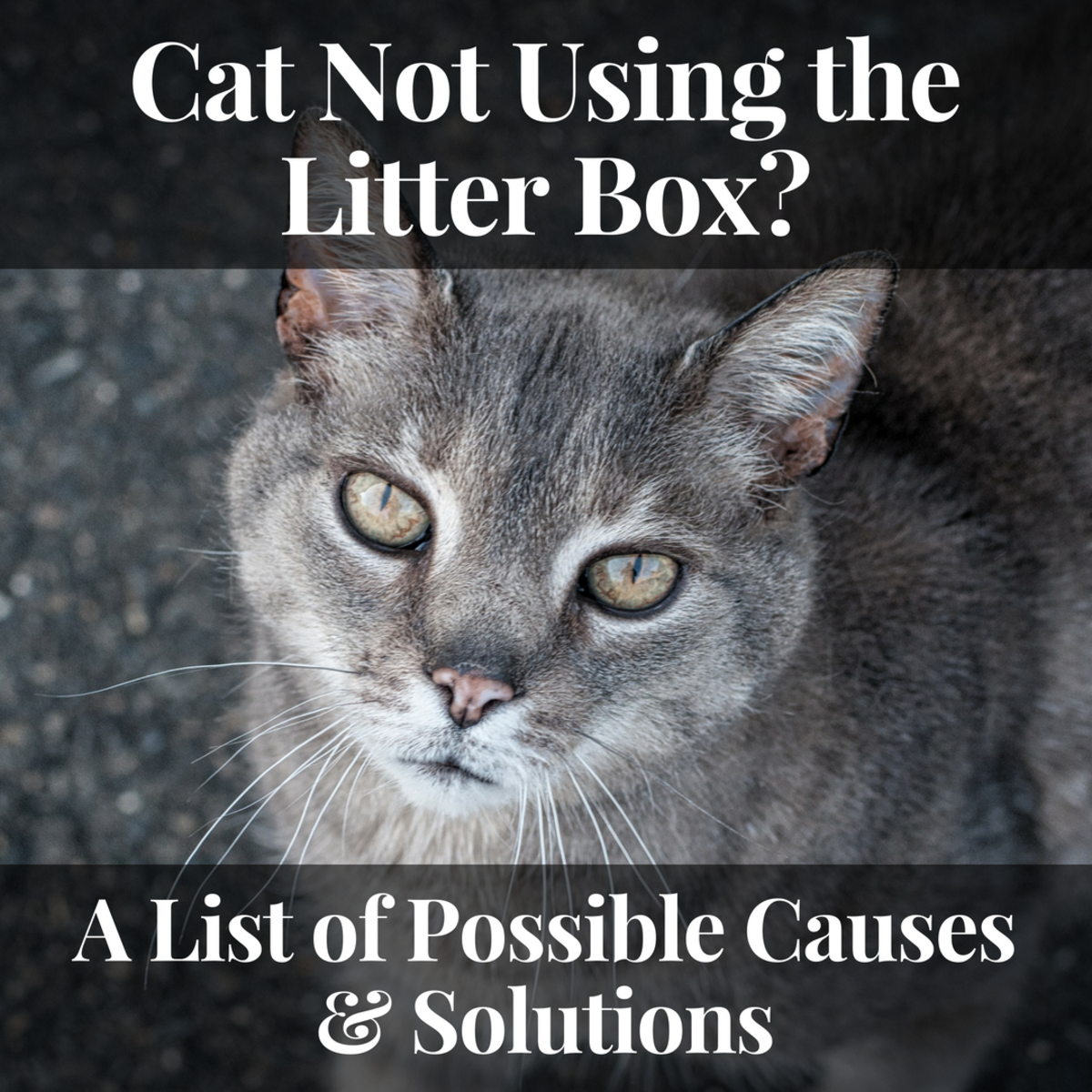 13 Reasons Why a Cat Is Not Using the Litter Box (With ...