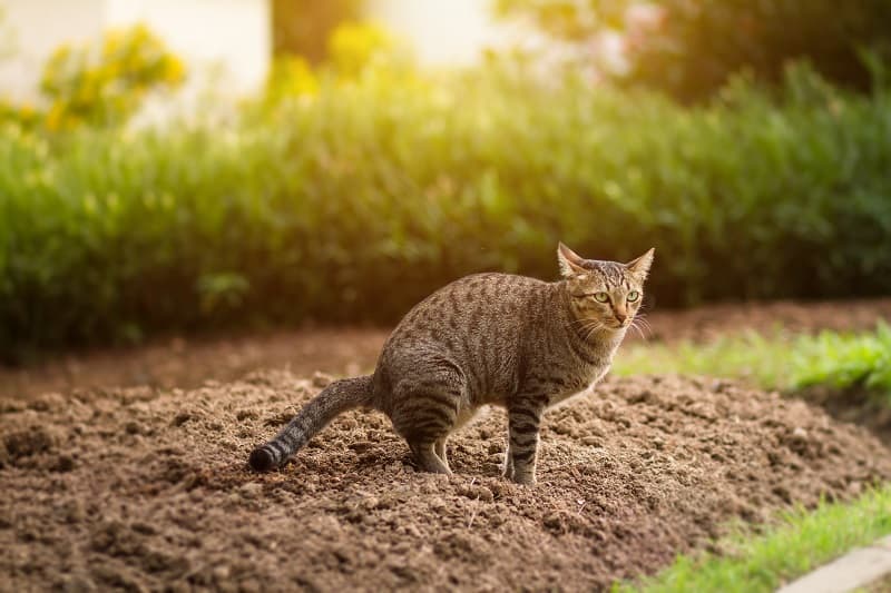15 Easy Ways to Keep Cats Out of Your Garden