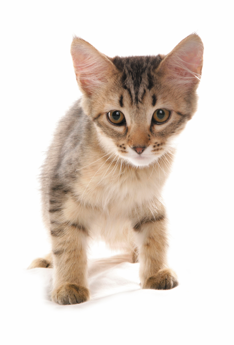 20 of the Most Popular Cat Breeds