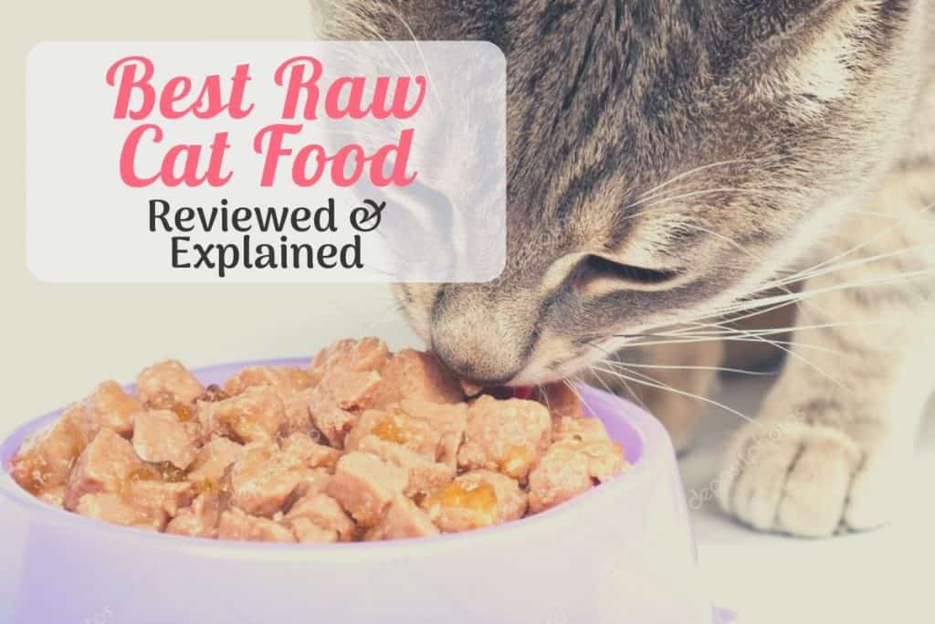5 Best Raw Cat Food Choices: Brands Reviewed