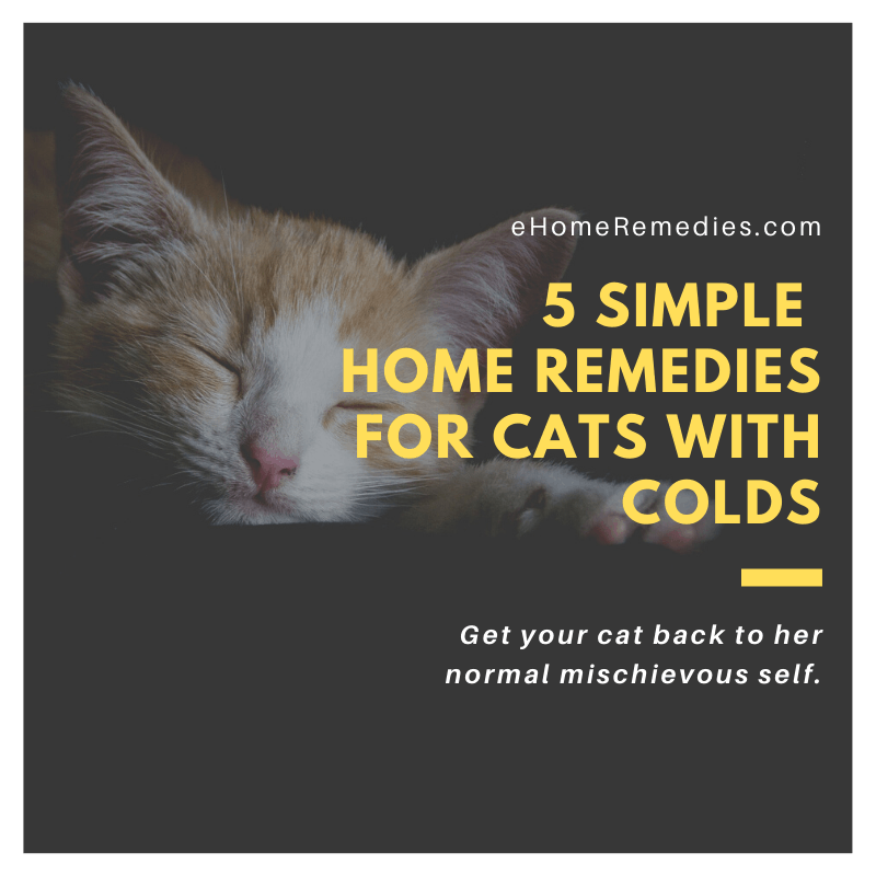 5 Simple Home Remedies For Cats With Colds