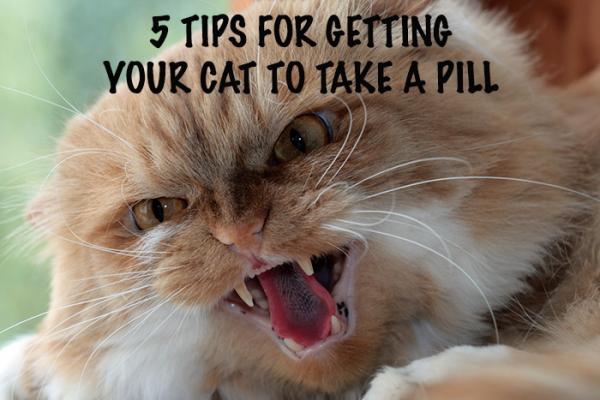 5 Tips For Getting Your Cat To Take A Pill