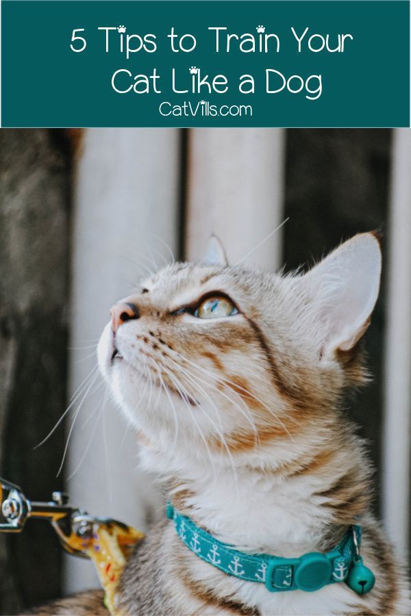 5 Tips to Train Your Cat Like a Dog in 2020