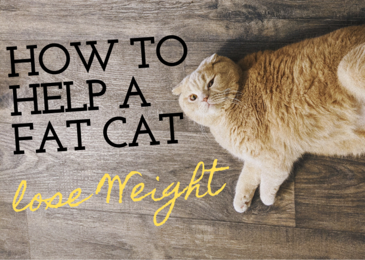 6 Ways to Help Fat Indoor Cats Lose Weight