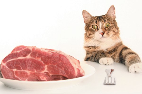 A Raw Food Diet for Cats â What are the Pros and Cons ...