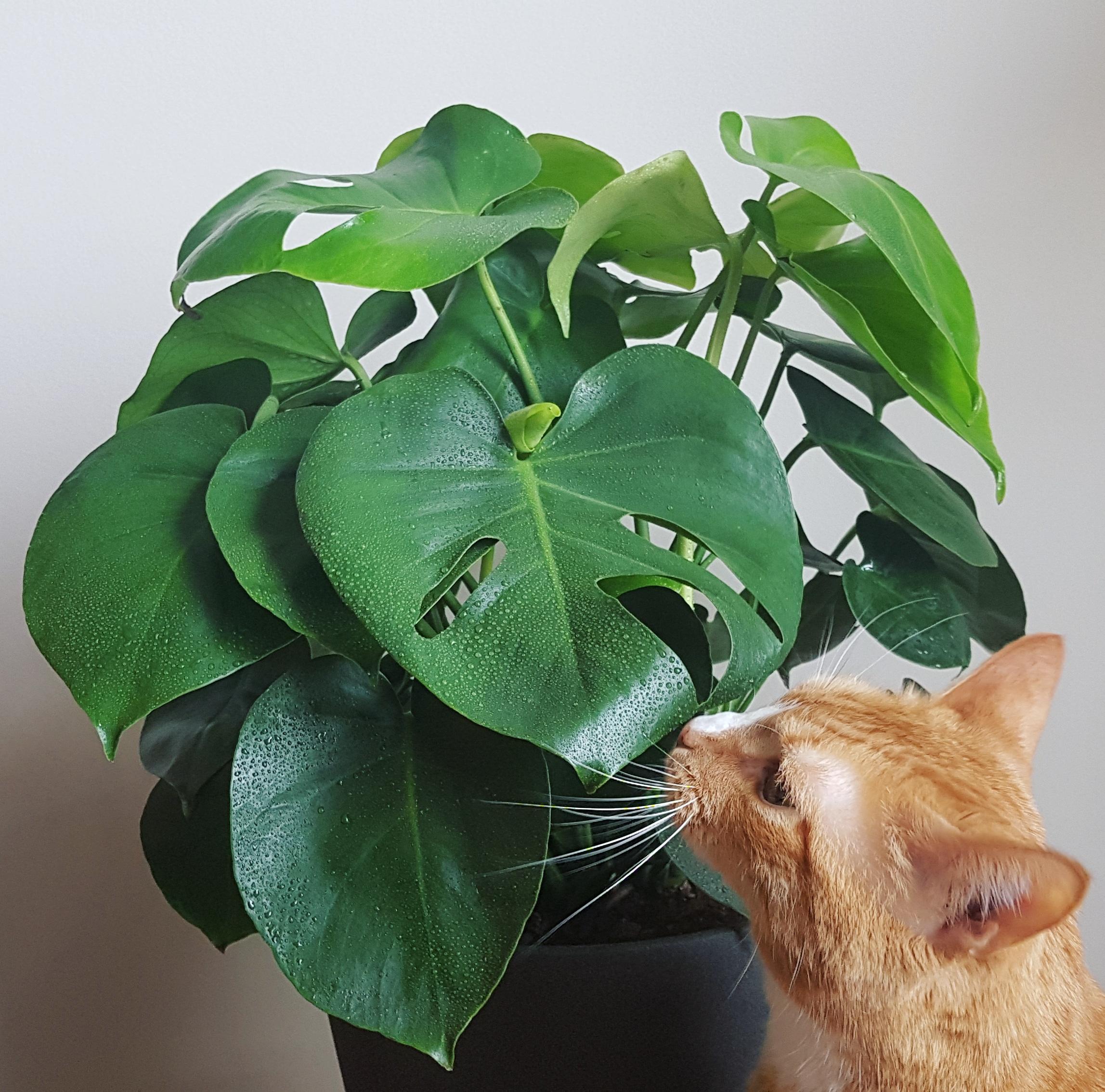 Are Monstera Plants Toxic To Cats
