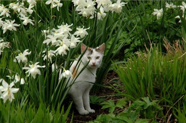 Are Spider Plants Poisonous to Cats