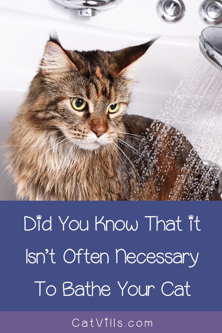 Bathe your cat? No, seriously! Stop laughing! You totally ...