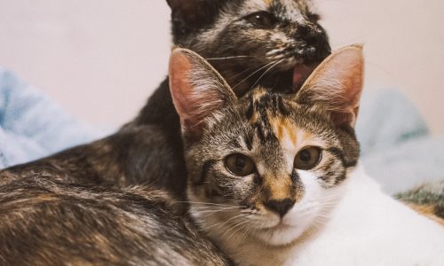 Benefits Of Spaying And Neutering Cats