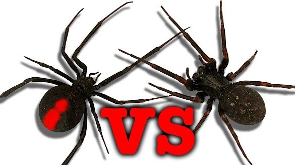 Can A Black Widow Bite Kill A Baby : Today on the James ...