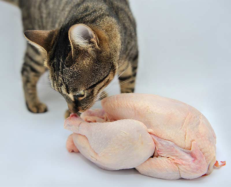 Can Cats Eat Raw Chicken? Is It Safe And Can It Do Them Good?