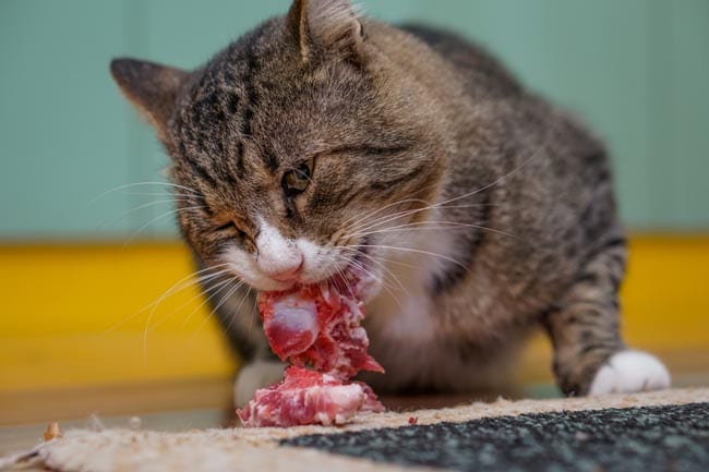Can Cats Eat Raw Meat? Pros &  Cons of Raw Feeding