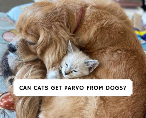Can Cats Get Parvo From Dogs? Vet Advice (2021)