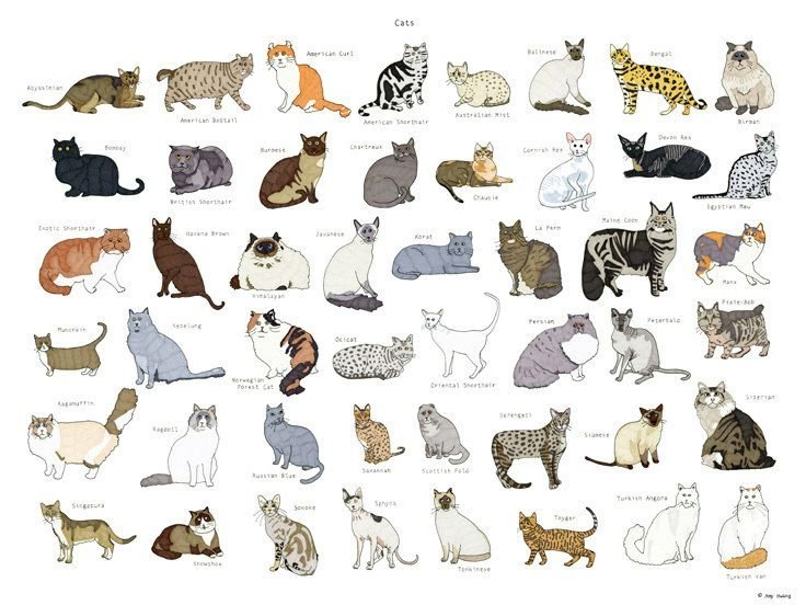 Cat breed charts and info~â¡
